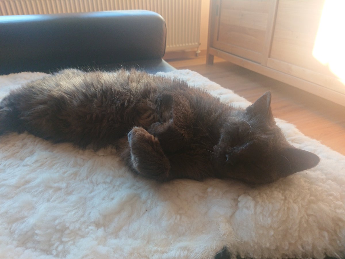 BottcherLydia's tweet photo. @becker_meister Schaffell. Mindestens genauso wichtig wie frisch gewaschene Saunatücher für unsere Gäste. https://t.co/4KLXJTCnzS