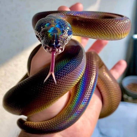 Lous_Cookies's tweet photo. @atinyteez009 Everyone here with gorgeous humans and then there is me and a holo snake lol https://t.co/k4gYtcOf5G