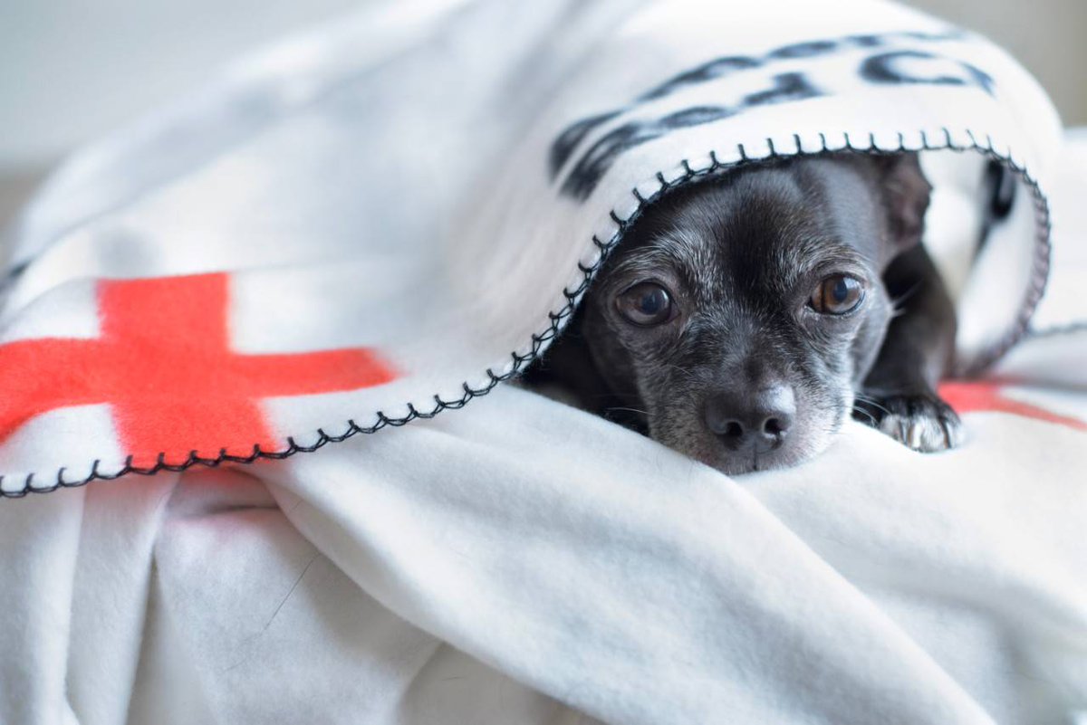 RedCrossTN's tweet photo. Your pets need an emergency plan too! Download the Red Cross Pet First Aid app for veterinary advice at your fingertips. The app features videos, quizzes and step-by-step advice on pet first aid. Download now: https://t.co/N18Dg0mqd8 #firstaidforpets https://t.co/q7FDfkMssk