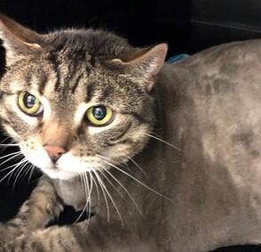 NYCDEATHROWCATS's tweet photo. Rescue only kitty, STRIPES is an adorable senior lady who is shy and having a hard time adjusting here! 

https://t.co/A88JDHUjiz https://t.co/2ACdI254NN