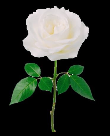 F R Trujillo-Perdomo tweet media