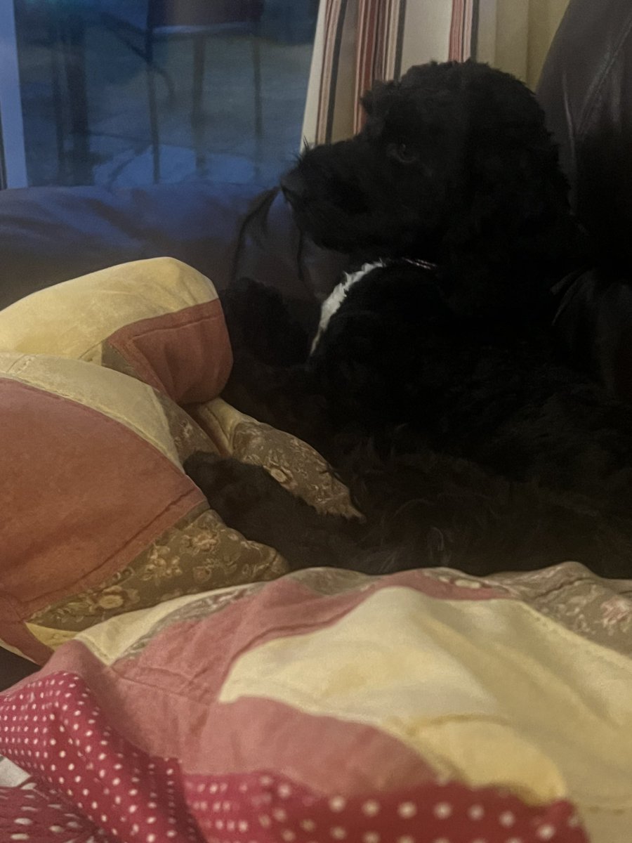 Angiemut's tweet photo. @MrsAA55 Iโve been calling my sons dog she all weekend Iโm not used to #BoyDogs lol๐ https://t.co/bPTji3XGvp