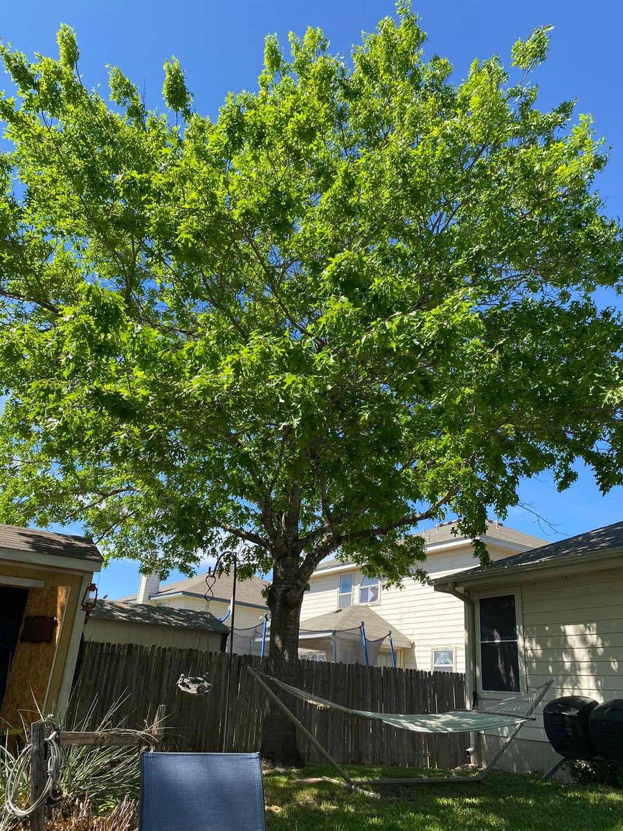 greg_wukasch's tweet photo. Enjoying a beautiful 84 degree Spring-like day in the backyard with some liquid refreshment in hand. #SpringIsClose https://t.co/YmkXvqllKG