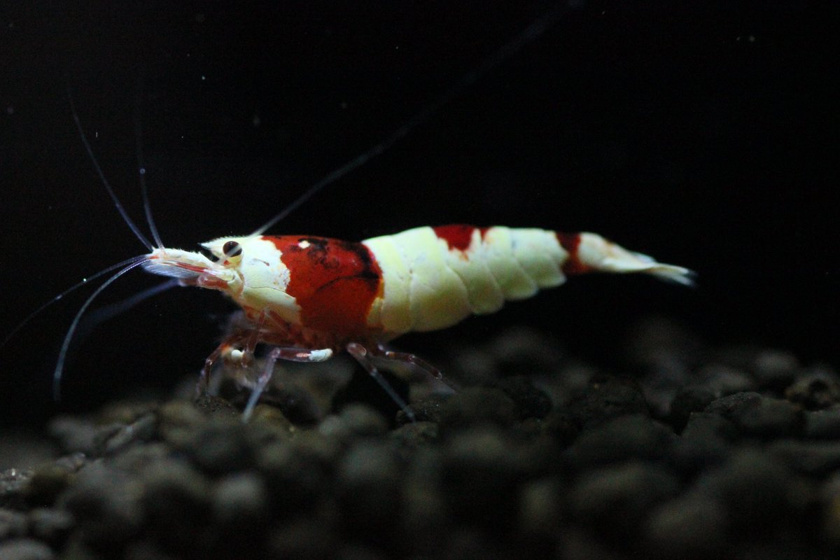 Sweet_Lab24's tweet image. シュリンプアワード2023たくさんの閲覧、ウォッチ、入札誠にありがとうございました🙇‍♂️

2023年は温室規模を縮小してブリード楽しんでいく予定です。

規模縮小に際して、中古用品類のご案内ツイートしていきますので何卒よろしくお願い申し上げます🤲🏻🤲🏻🤲🏻