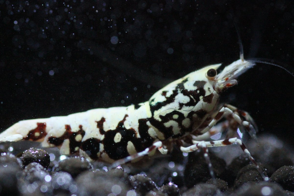 Sweet_Lab24's tweet image. シュリンプアワード2023たくさんの閲覧、ウォッチ、入札誠にありがとうございました🙇‍♂️

2023年は温室規模を縮小してブリード楽しんでいく予定です。

規模縮小に際して、中古用品類のご案内ツイートしていきますので何卒よろしくお願い申し上げます🤲🏻🤲🏻🤲🏻