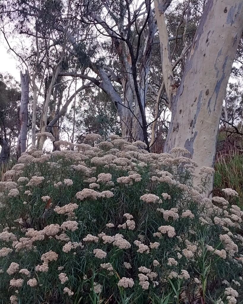 KateBunker10's tweet photo. Part 2.

On #NgunnawalCountry https://t.co/SOQvEb1xB4 https://t.co/TZp95gvyUQ