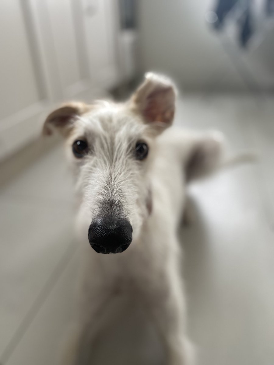 lynseyg3's tweet photo. @bunsenbernerbmd Best use of asymmetrical ears https://t.co/vOoooHgqmT