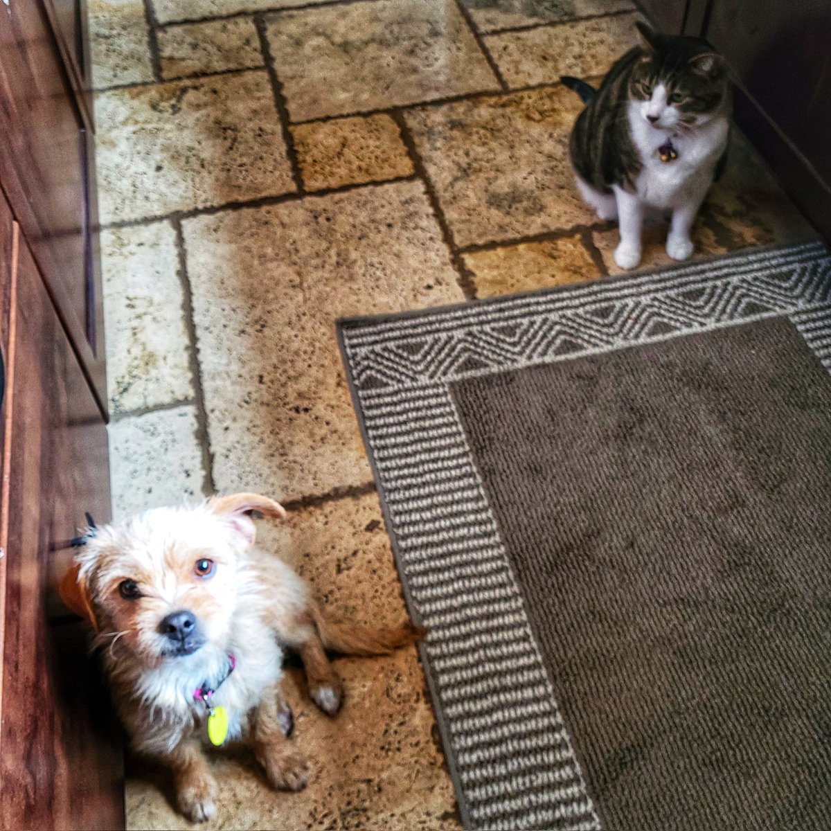 Jim Moody (@jim_moody) on Twitter photo These two don't agree on much... but they are sure it must be dinner time... These two don't agree on much... but they are sure it must be dinner time...