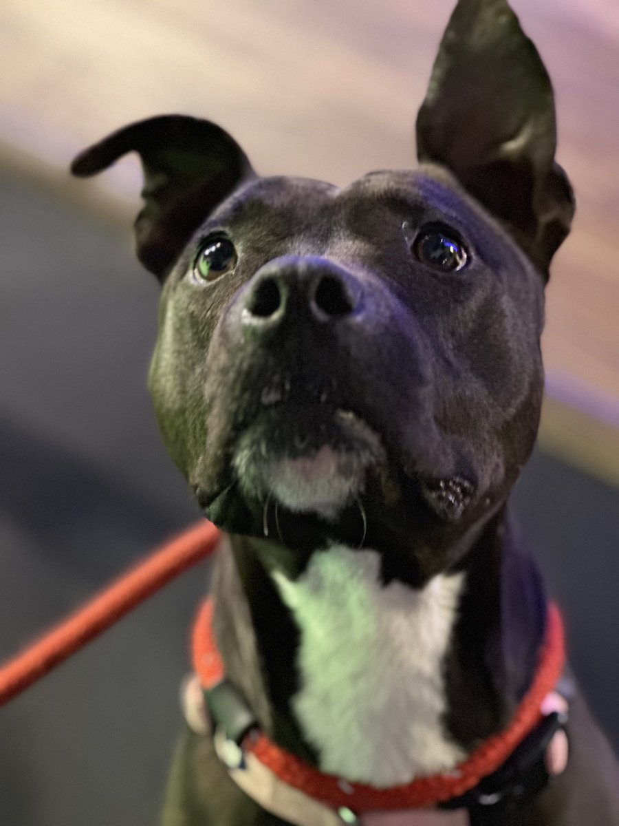 Some GREAT news! Barbie, who was featured on FOX 17 News This Morning last week has been adopted from Maury County Animal Services. 

Happy life sweet girl ❤️🐾
@JenniferWFox17
