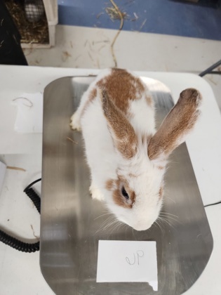 AdoptableBuns's tweet photo. Rabbit #96 is an adult Rex from #ClarksSummit, PA. https://t.co/E1Xz914wC2 https://t.co/afH1Fy3Afs