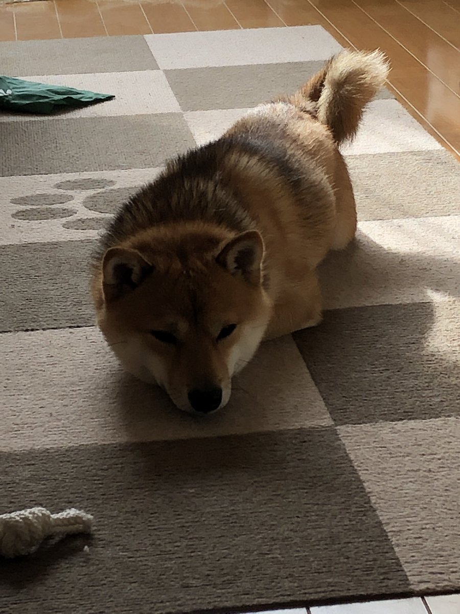 アザラシみたいなコタロウ
