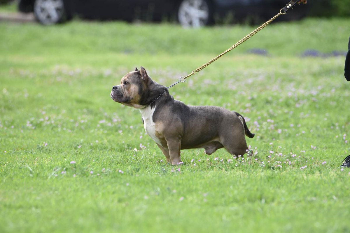 JonnRod13's tweet photo. My son doing what he do best ❤️ @blood_brother_kennels follow us on instagram https://t.co/gswMZ8tazw