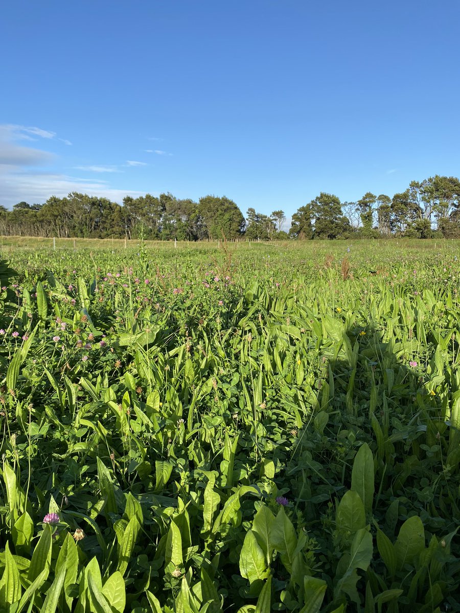 Great morning spent out at <a href="/MasseyUni/">Massey University</a> farm helping out on the ReGen project, very similar to work happening on the <a href="/SMARTSWARD1/">SMARTSWARD</a> project in UCD. Looking forward to the next 4 months here on my Erasmus+ exchange.