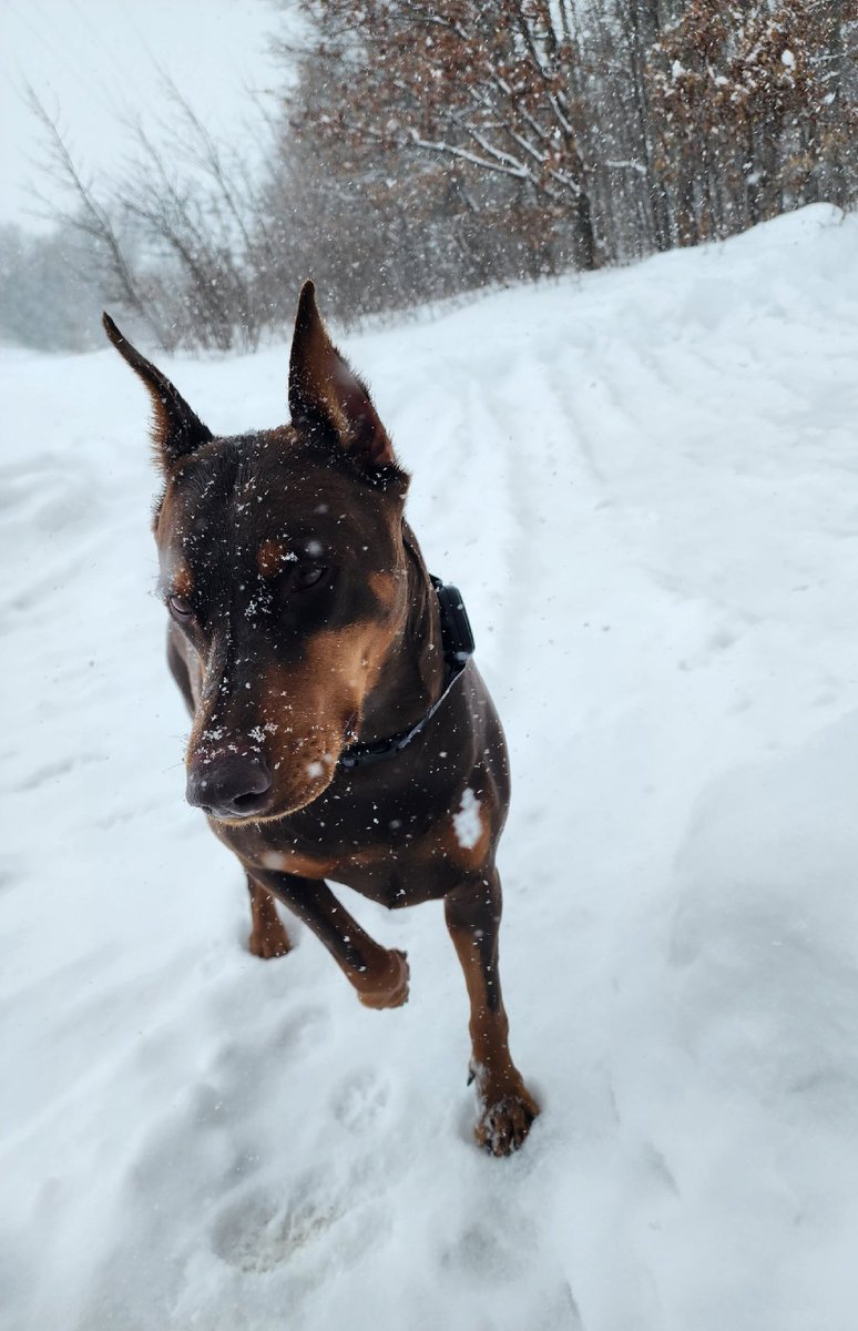 Kimberl87074989's tweet photo. My Snowberman!
#doberman #dogsofinstagram #dobermanpinscher #dog #dobermansofinstagram #dogs #dobermanpride #dobermanlove #dobermanpuppy #puppy #dobermann #dobie #dobermans #rottweiler #dobermandogs #pitbull #puppiesofinstagram #dobermaninstagram https://t.co/7A2ewlG3ea