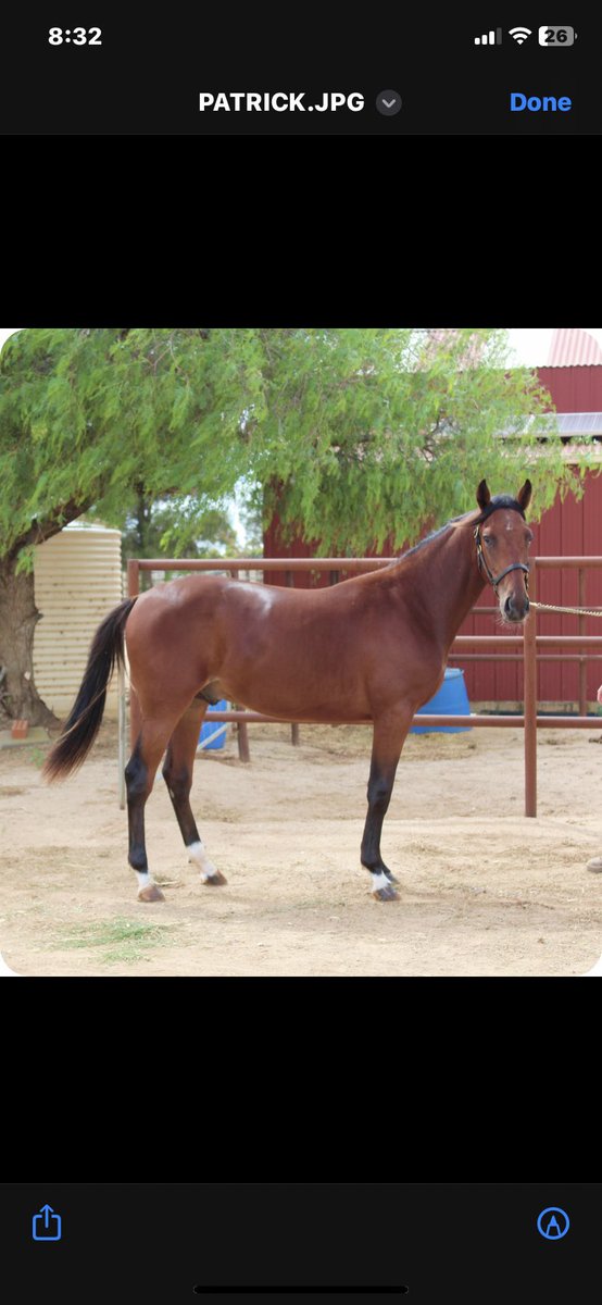 bolnora's tweet image. S.A Southern Stars Yearling Sale 26th of March Lot 10 Writteninpaynt - Poster Boy Colt