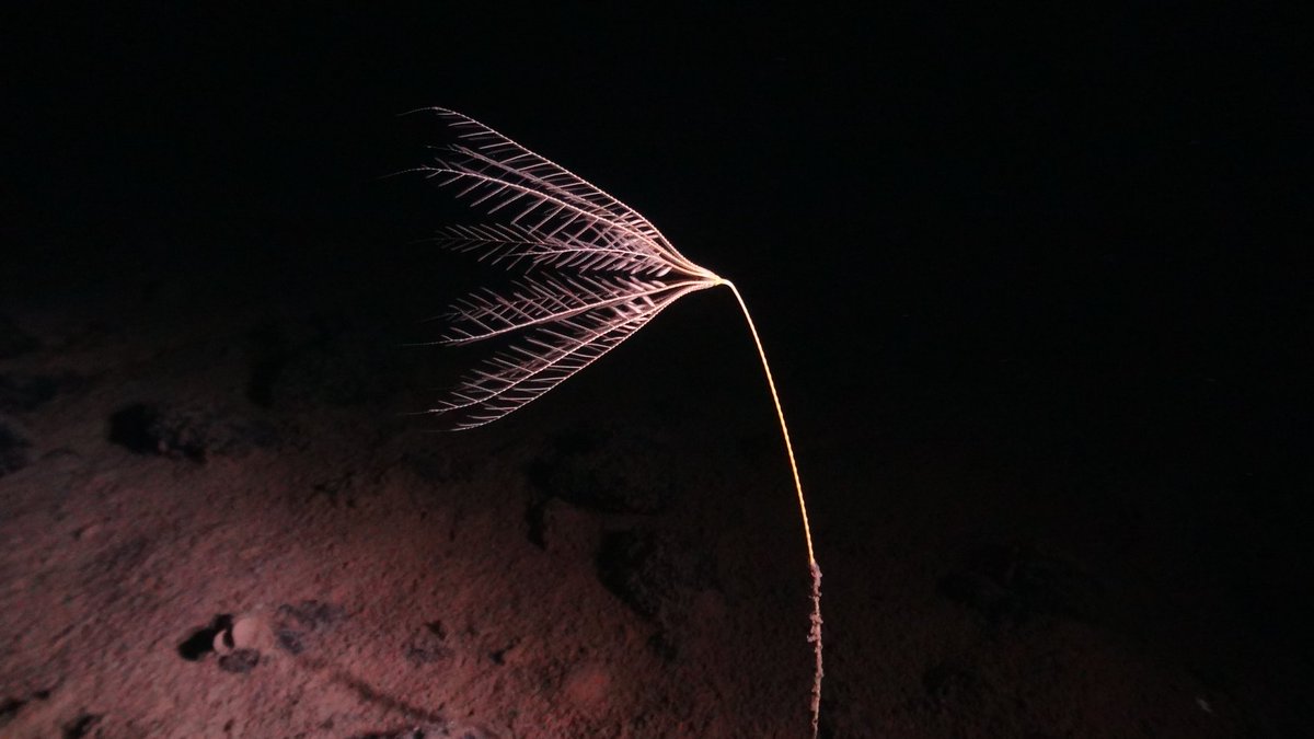 DanielOBJones's tweet photo. Uncovering hidden #biodiversity and wonders of the #abyss. Great collaboration between @NOCnews & @NHM_London @NHM_Science in a dive today at 4700m depth.
Loving our new camera setup! #smartexccz https://t.co/eAtawPbDJV