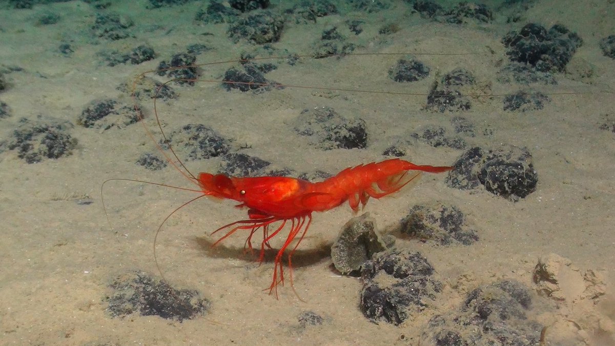 DanielOBJones's tweet photo. Uncovering hidden #biodiversity and wonders of the #abyss. Great collaboration between @NOCnews & @NHM_London @NHM_Science in a dive today at 4700m depth.
Loving our new camera setup! #smartexccz https://t.co/eAtawPbDJV