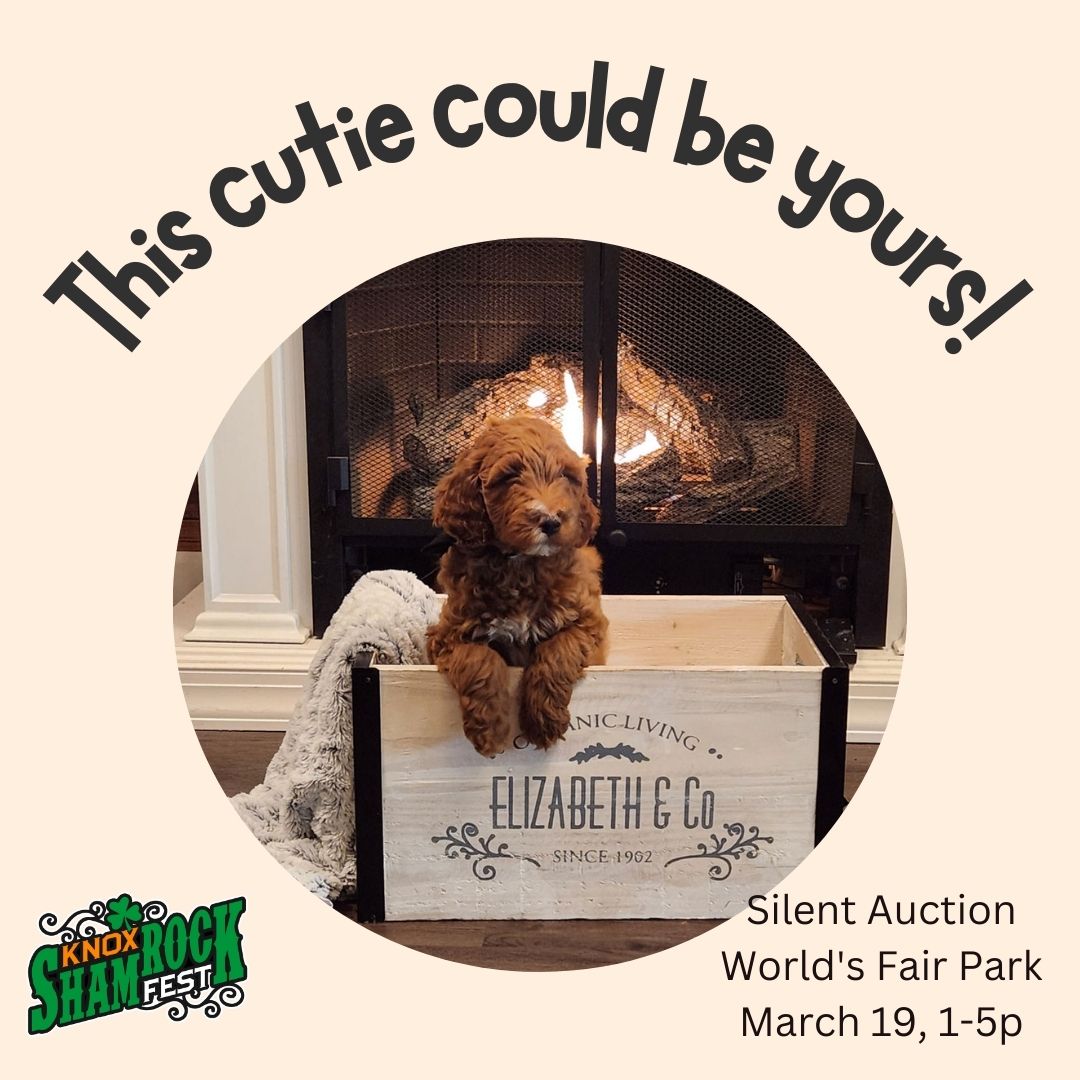 This 12-week-old lovable bundle of fur is in the Knox Shamrock Fest™ Silent Auction! 
Sienna Red Australian Multi-Generational Labradoodle
30-35 lbs fully grown 
Donated by prizedoodles.com 
Message sarah@etkidney.org for details