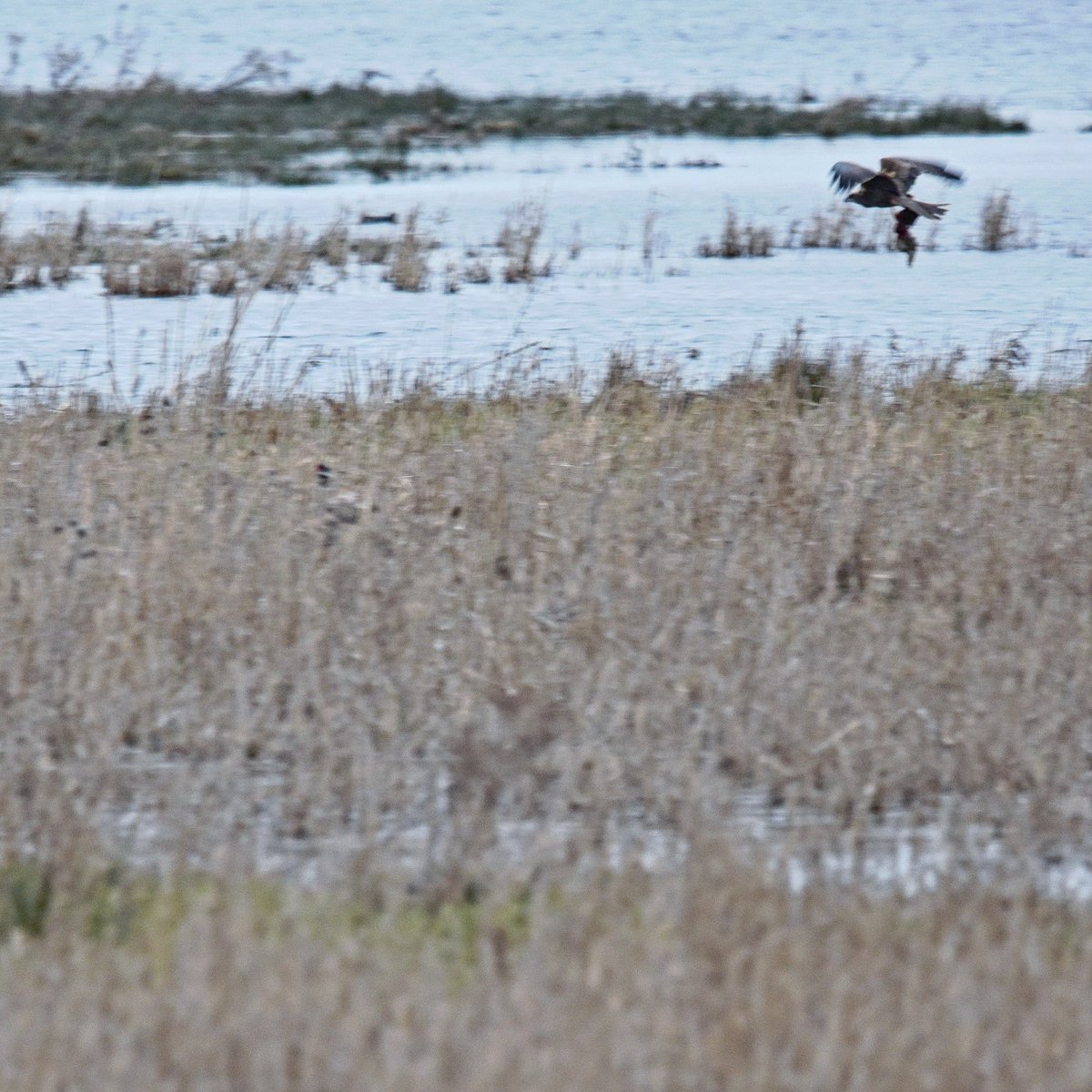 Topbell's tweet photo. In #Cambridgeshire we don't have White-tailed eagles taking geese but we do have Marsh Harriers taking ducks. #WildIsles #RSPB #OuseFen #DavidAttenborough #BirdsOfTwitter #wildlife #BirdTwitter #birdphotography https://t.co/bap0sfk53B