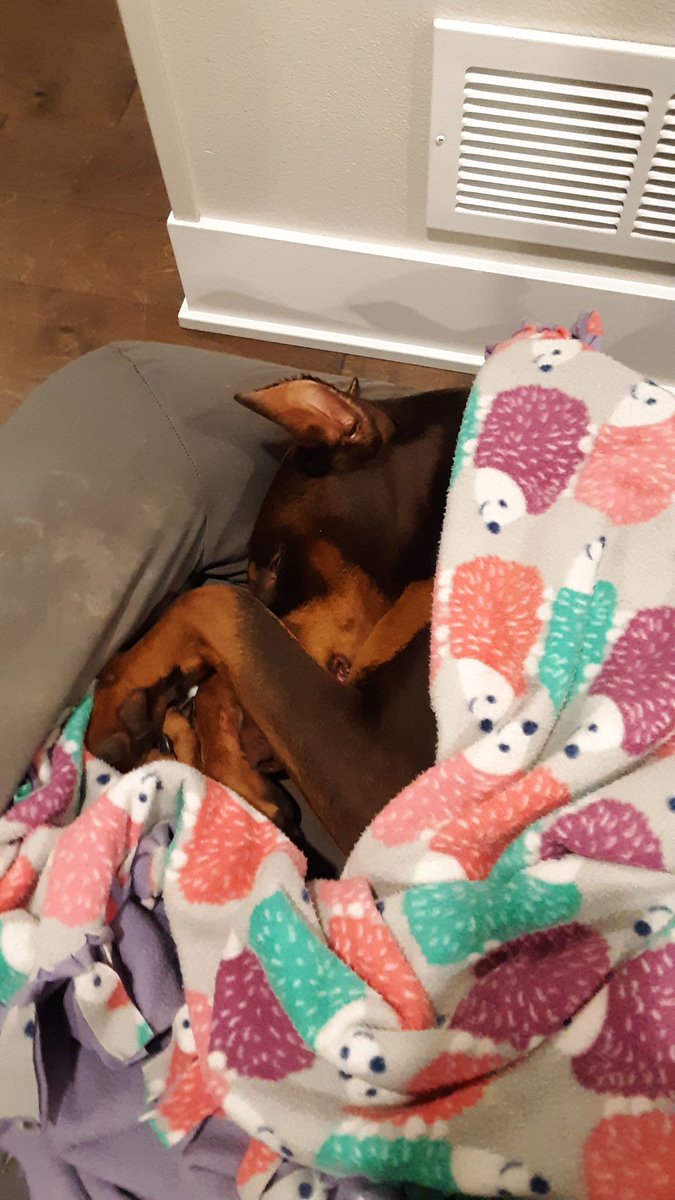 Still a bit amazed -the Doberman house dog came through again but got rather fatigued from the effort.