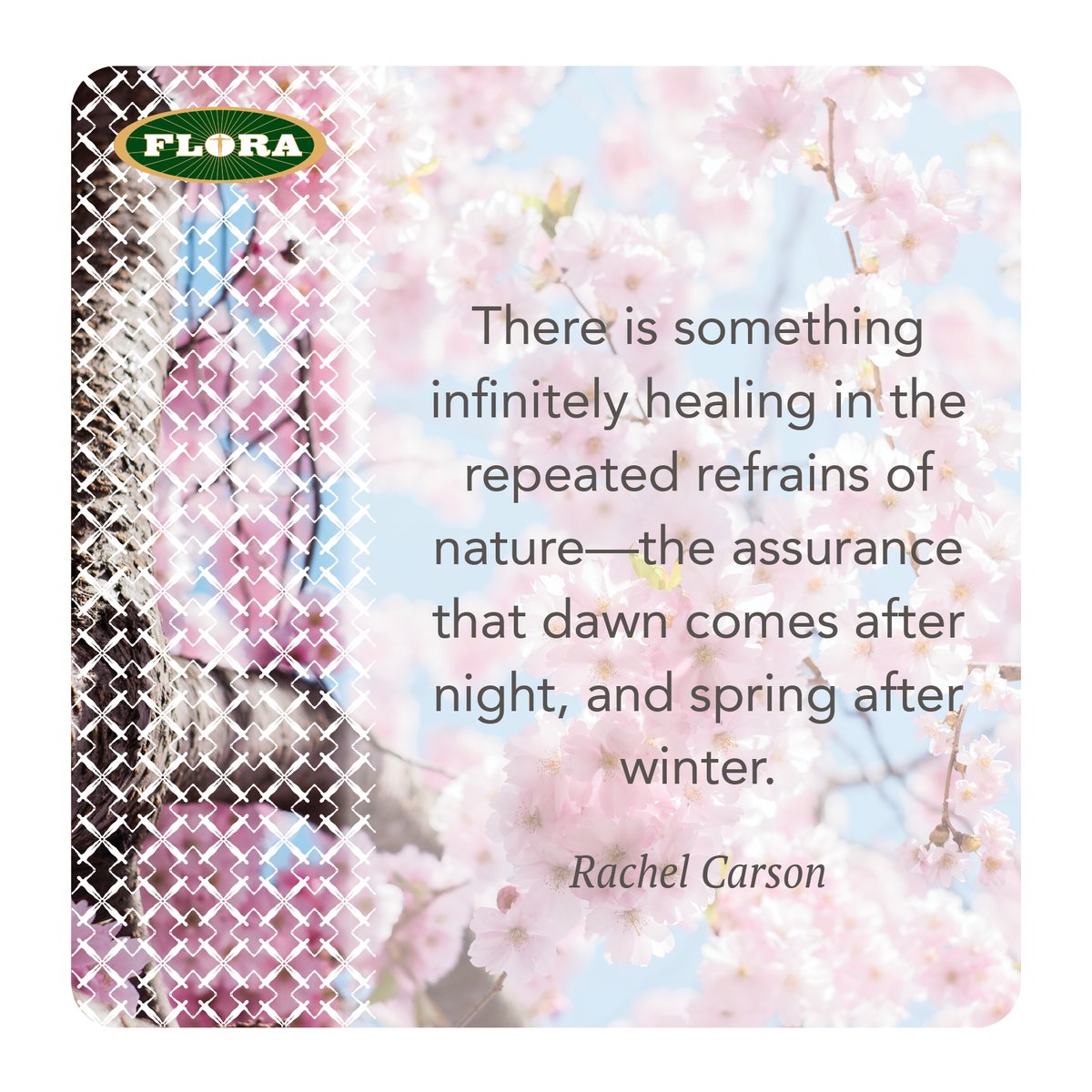 florahealthy's tweet photo. The only constant is change.
#beflorahealthy #quotes #quotestoliveby https://t.co/jZjgIAwehJ