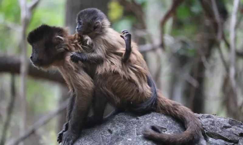 conexaoplaneta's tweet image. O esforço comovente de uma #macaco para cuidar do #filhote nascido com problema. Balaio não conseguia se agarrar às costas da mãe. Pesquisadores brasileiros observaram a interação entre os dois e o grupo, e como ela fez de tudo para mantê-lo perto dela:  bit.ly/3ZRxBi1