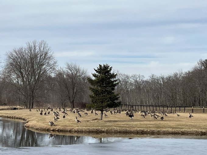 Canadian geese hanging out at the pond. https://t.co/uqEiA3fWjZ<a href="/tag/lavender"class="tags"><span>#lavender</span></a>