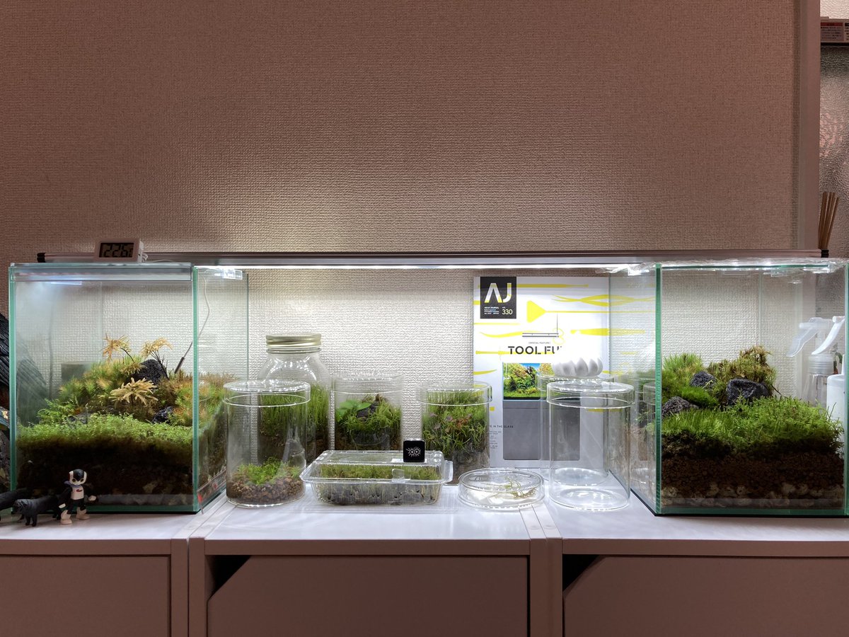 久々にコケリウムコーナーを掃除片付けしました(*´∀｀*)🌱
それと各種トリミングを実施❗️🌱
＃コケリウム
＃苔