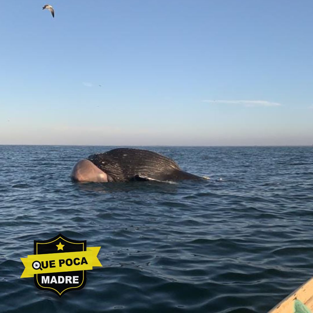 ENCUENTRAN A BALLENA SIN VIDA🐋😢
Pescadores de #Guasave, #Sinaloa, reportaron a una ballena de gran tamaño, la cual estaba mu€rt4 entre las playas #Bocanita y #LaPlayita. Fue arrastrada por la corriente, pero hasta el momento no ha llegado a la costa.