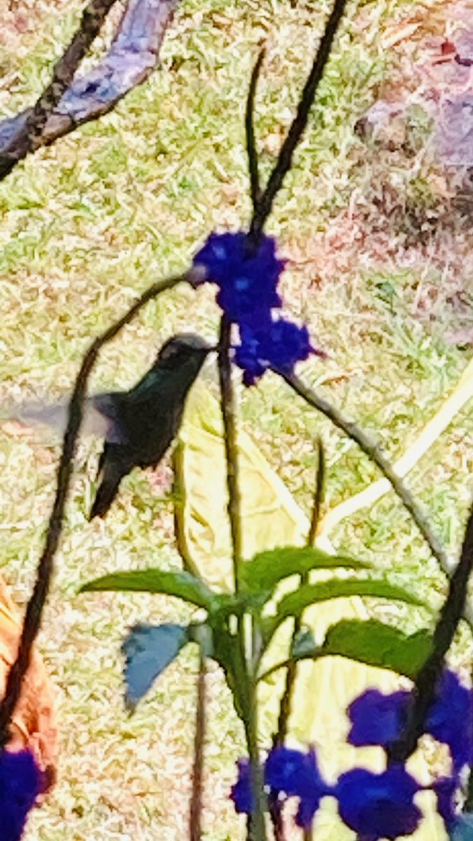 Annet de Jong tweet media