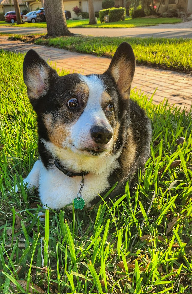 HenryCorgi's tweet photo. Describe this look.  Wrong answers only. #corgis https://t.co/79UcTqbHP5