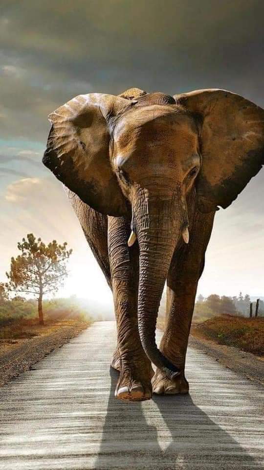 KwameAhuofe's tweet photo. Elephant your teacher, elephant your teacher.
Ɛsono wo teacher na ɛsono teacher
#daterush #DateReUnion https://t.co/50UnVQTJ54