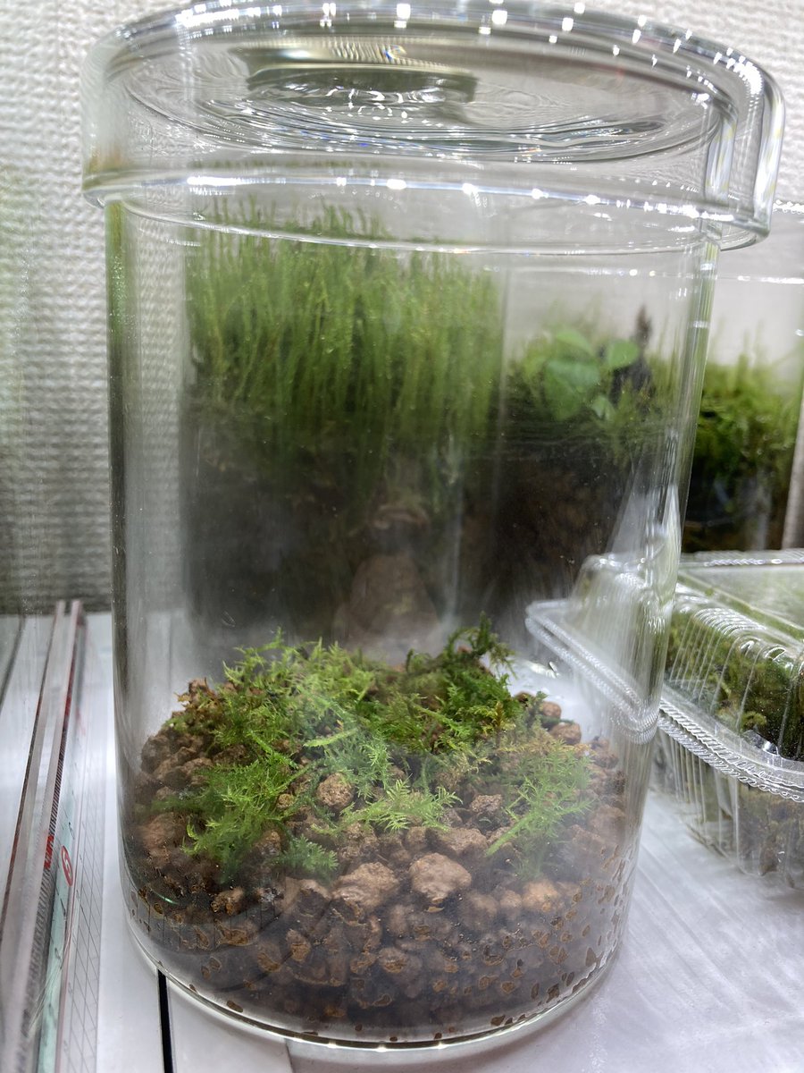 右のコケリウムのシノブゴケをトリミングして小さいケースで増えるか実験🧪🌱(*´∀｀*)🎶
＃コケリウム
＃苔