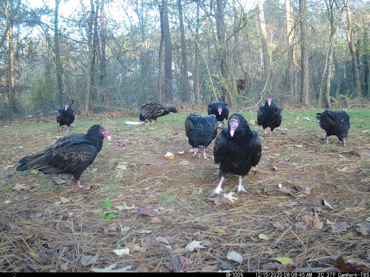 Angela Mayfield on Twitter "I started keeping turkey vultures like