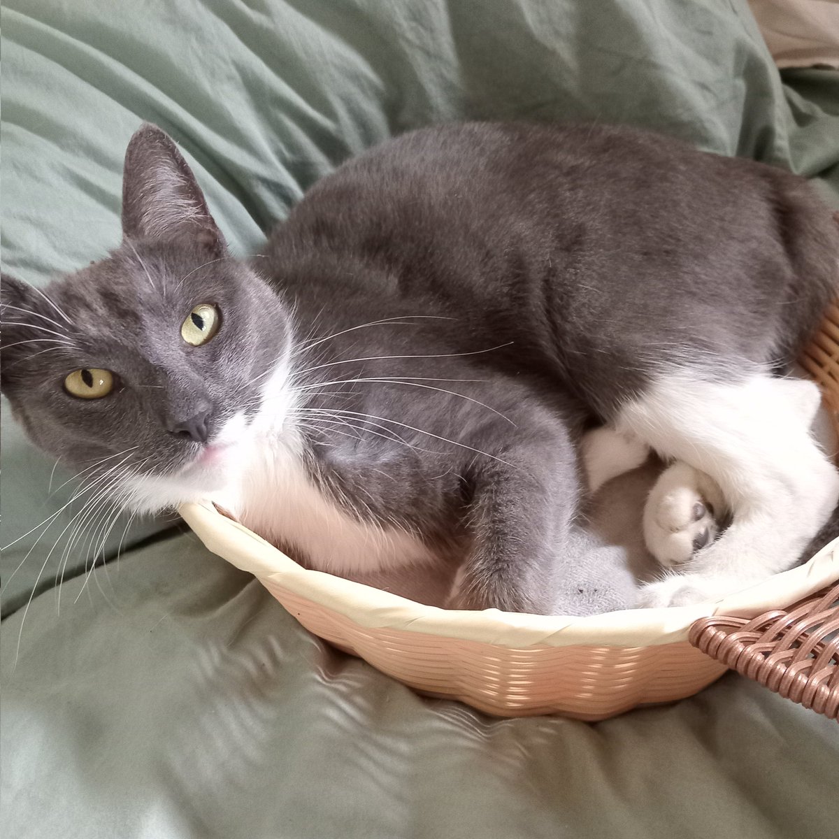bookrach's tweet photo. Jane's basket bores her https://t.co/PsAdMQWaCC