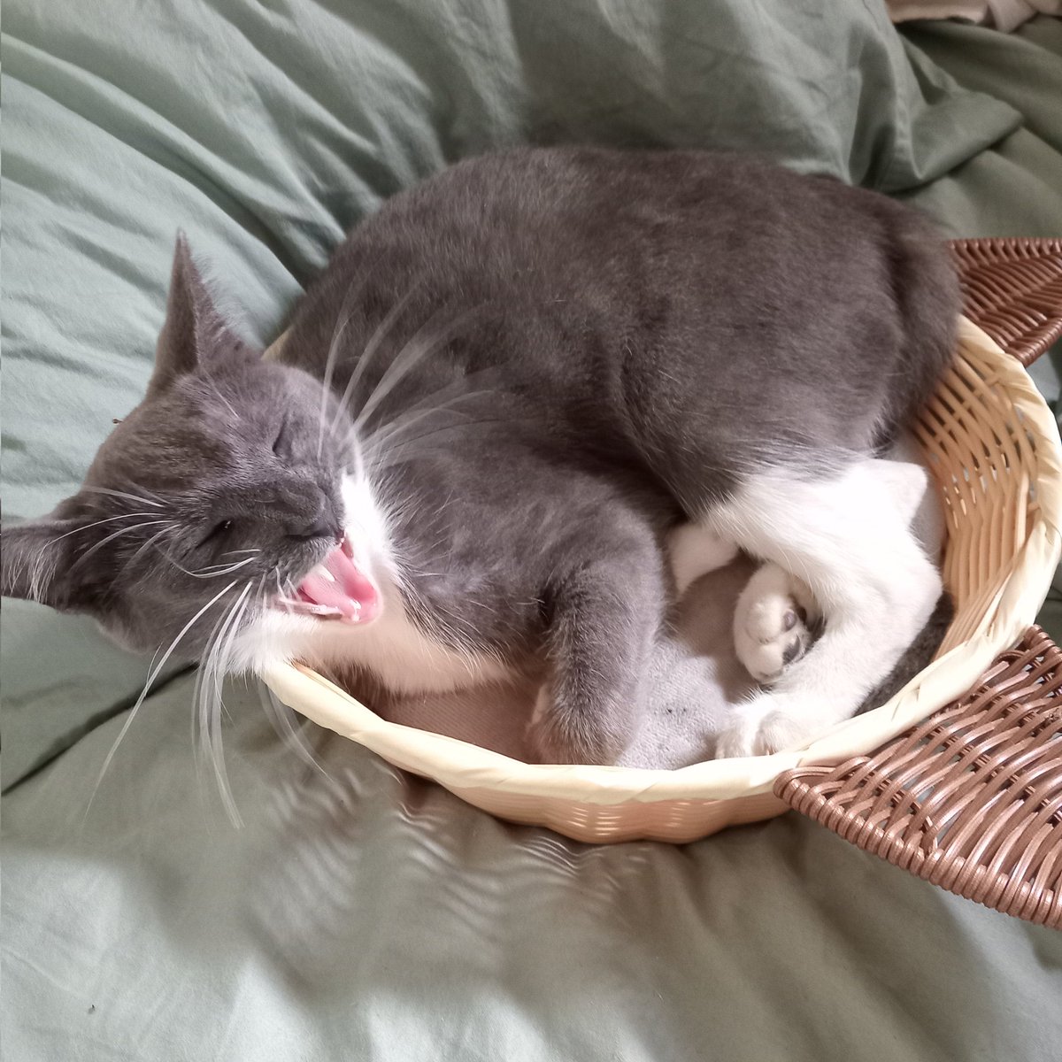 bookrach's tweet photo. Jane's basket bores her https://t.co/PsAdMQWaCC