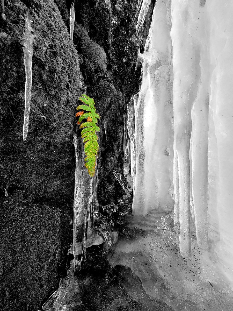 The Tiny Ice Cave

#PhotoEditing #BlackAndWhite #Winter #Ice #SmartphonePhotography #Ice #Fern #SplashOfColour #Frozen