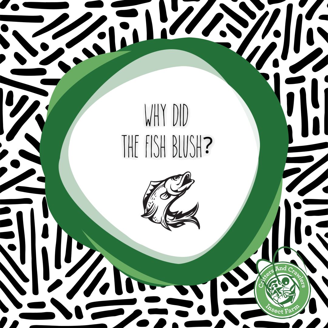 crittercrawlers's tweet photo. Q: Why did the fish blush?
A: Because it saw the ocean’s bottom!

#critters #crawlers #crittersandcrawlers #YYC #liveinsects #livefeederinsects #petfood #livepetfood #jokes #bugjokes #dadjokes https://t.co/Tn845kZeXP