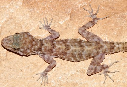 Zootaxa's tweet photo. A #newspecies of naked-toed gecko Cyrtopodion sensu lato (#Squamata: Sauria: Gekkonidae) from Gujarat, #India.
https://t.co/19KDh63WVg
#Taxonomy https://t.co/GVb13ulBF7