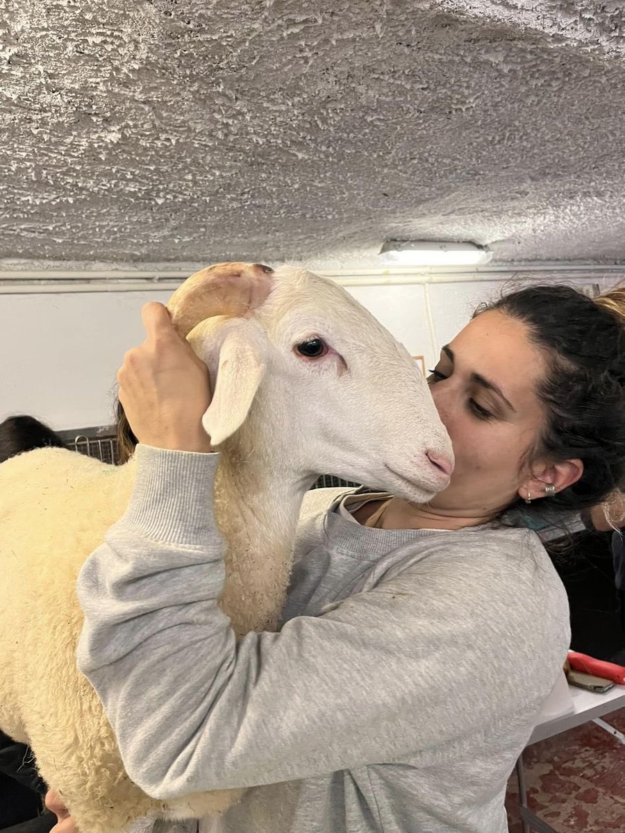 Esta semana hemos esterilizado a Nazareno, Rústico, Saturo y Custodio

Ha salido todo muy bien. Nos ha emocionado mucho ver lo unidos que están los corderitos, tuvimos que traerlos a todos a la vez porque no querían separarse💚

fundacionsantuariogaia.org/dia-de-esteril…