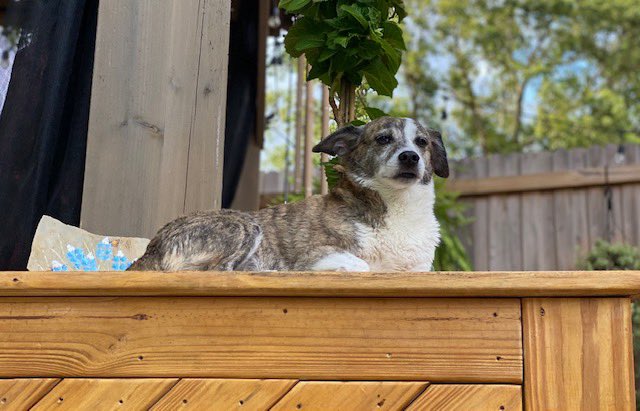 Gotcha Days are the best! Coco’s family found her eight years ago when they went to @HSNaples after we rescued her in Puerto Rico. They tell us Coco is a really happy girl. Her family celebrated her big day with a special treat.