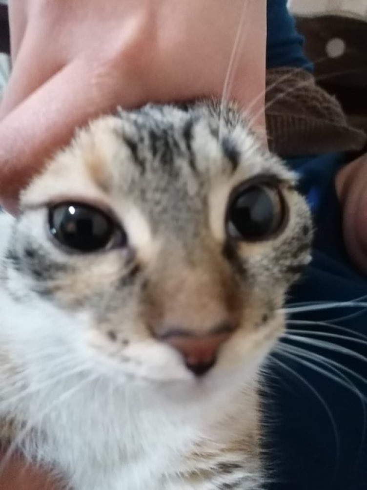 Cats with their heads held back tweet media