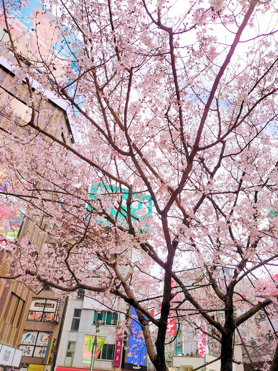 smilemilenet's tweet image. JR新宿駅東南口広場の桜が咲いてました！
五分咲きでしょうか。
綺麗ですね。🤗😇🌸

#Sakura
#Cherryblossom
#JapanSpring
#TokyoSpring
#花好きな人と繋がりたい 
#桜
#春のお裾分け
