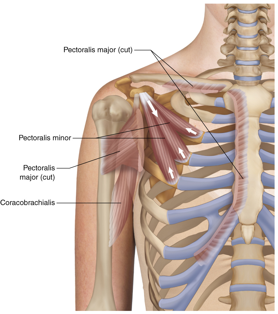 drdozellodc's tweet photo. Two Minutes of Anatomy: Pectoralis Minor
Dr Donald A Ozello DC
#pectoralisminorinsertiontendinopathy #pectoralisminor #chestmuscles
#pecminor #pecminorpain #pectoralisminormuscle #anatomy #anatomyandphysiology #chiropractor #chiropractic #sportsmedicine https://t.co/1Q7TdytfIi https://t.co/vwhtlicL64