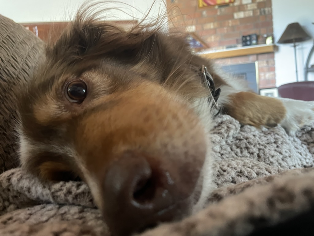 Pup Letters - Snorri & Finnegan & Banjo. tweet media