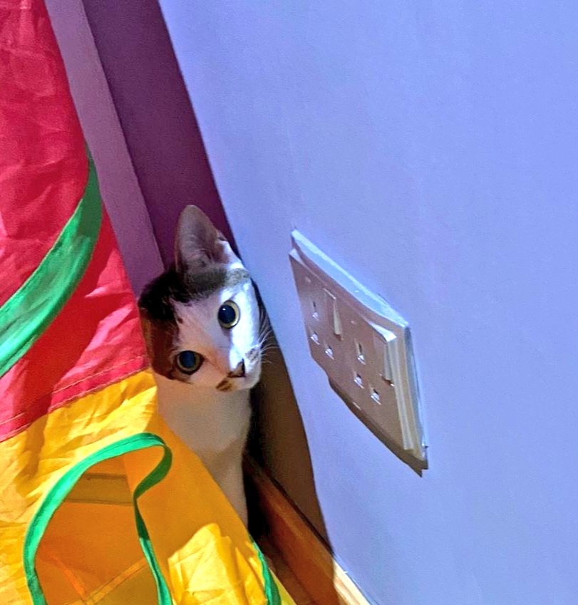 Humanitarian Kittens: Simba & Zoey (@simba_zoey) on Twitter photo Did u hear?
People still don't have access to #power, #water supply, safe #DrinkingWater after two severe #tropical #cyclones hit #Vanuatu.
Still not ready to act on #ClimateEmergency? Did u hear?
People still don't have access to #power, #water supply, safe #DrinkingWater after two severe #tropical #cyclones hit #Vanuatu.
Still not ready to act on #ClimateEmergency?