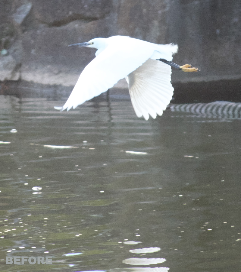SILKYPIX_WORLD's tweet photo. 🍀 #SILKYPIX Developer Studio
🍀 Today's Functions Introduction

We introduce the function of "Dehaze."

For more information👇
https://t.co/z3NqARqWSl

#SILKYPIX #photography #edit_image
#edit_photograph #photo_editing
#japan #nature #bird https://t.co/1Itf0BtTDf