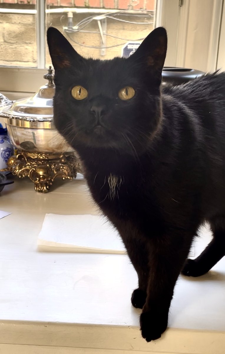 OliveMeetsWorld's tweet photo. He bought a robot and programmed it to feed me. Not when I WANT it to feed me, which is about every forty minutes, but when the robot decides to feed me, which is almost never. This is an outrage. If I weren’t the only cat here, I’d unionize. Goodnight, humans. https://t.co/3K4i0Ypzo1
