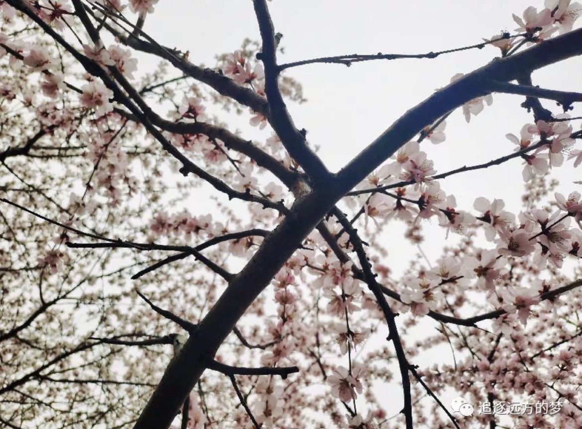 HopeSuper3's tweet photo. Zhehan’s mother enjoys beautiful peach blossoms in Shi Li Pu, a place in Beijing’s Chao Yang District 😊 Hopefully she will have a great time there 🌸🥳❤️

#zhangzhehan https://t.co/Pr6sLh6viM