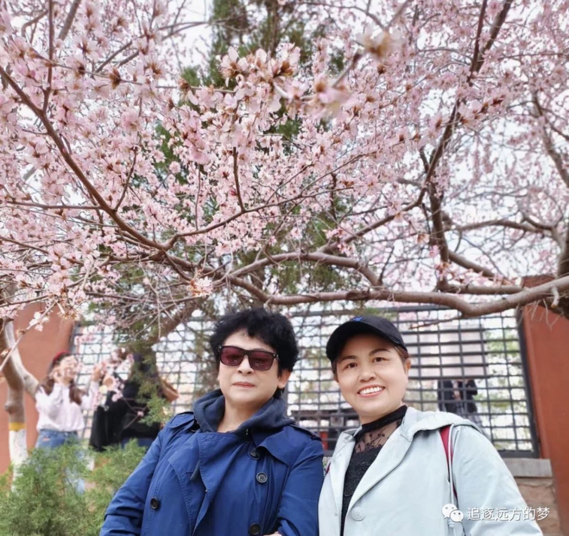 HopeSuper3's tweet photo. Zhehan’s mother enjoys beautiful peach blossoms in Shi Li Pu, a place in Beijing’s Chao Yang District 😊 Hopefully she will have a great time there 🌸🥳❤️

#zhangzhehan https://t.co/Pr6sLh6viM